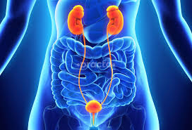 Urology in pune
